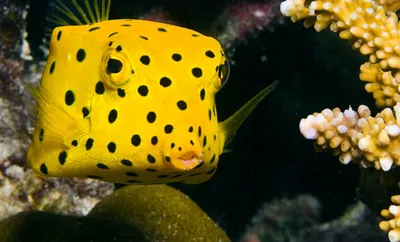 Кузовок-корова - Longhorn cowfish (Lactoria cornuta), настроившийся на  кормление - YouTube