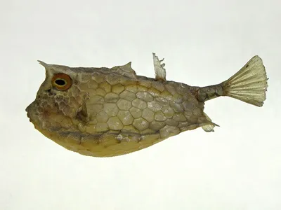 File:Kofferfisch, Ostracion cubicus,рыба-кузовок. - Wikimedia  Commons