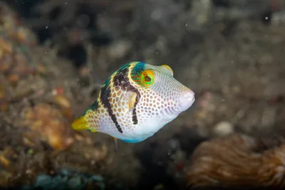 Самшит из семейства Ostraciidae также известен как хоботок.