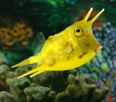 Кузовок-кубик | Yellow boxfish - 3D model by   (@) [4838ed8]