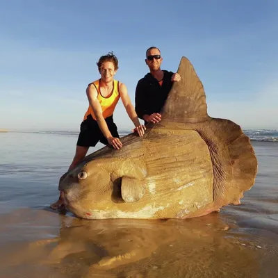 В Австралии рыбаки сделали фото гигантской рыбы - РИА Новости, 