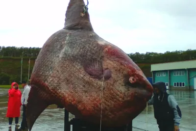 Рыба-луна: самая крупная костная рыба на Земле | Рыбалка - рыбалочка! | Дзен