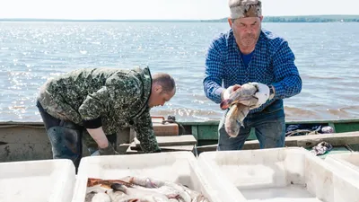 Рыбаки поймали теплокровную рыбу весом 65 кг