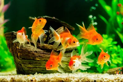 Фото Золотые рыбки под водой