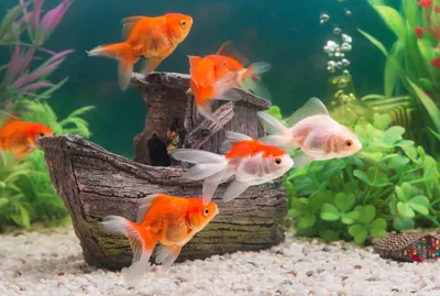 Аквариумный фэн-шуй: какие рыбки "превратят" вас в богача - PrimaMedia