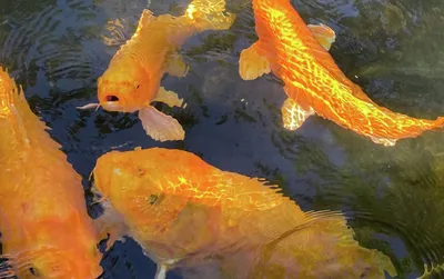 Картина маслом Золотые рыбки Свобода – купить онлайн на Ярмарке Мастеров –  MEWEWRU | Картины, Тобольск