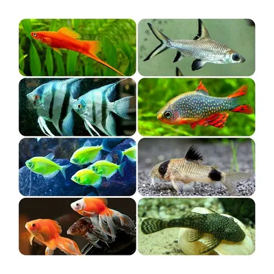 Почему аквариумные рыбки дерутся? | Животные | ШколаЖизни.ру