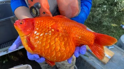 Отъевшиеся золотые рыбки угрожают канадским экосистемам — Naked Science