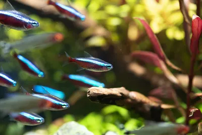 Синие аквариумные рыбки - 54 фото: смотреть онлайн
