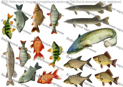Съедобная картинка Рыбки: продажа, цена в Мелитополе. Кондитерский декор от  "ТортДекор" - 1572688252