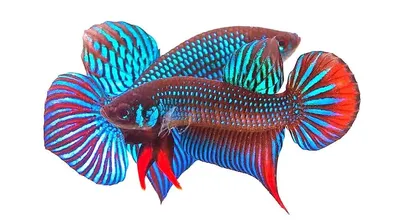 Петушок Халф Мун (Betta splendens Over Halfmoon) | Интернет магазин ГиперЗоо