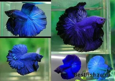 Петушок Сиамский Betta splendens - Рыбки - Nano Fish