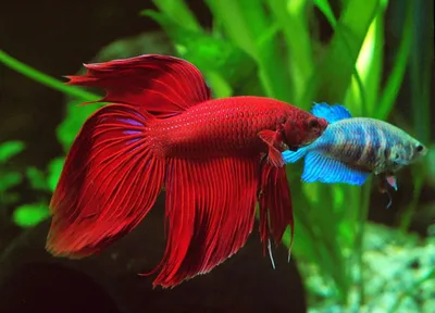 Аквариумная рыбка Петушок коронохвостый самец (Бойцовая рыбка) - Betta  splendens в Екатеринбурге - Интернет-магазин 