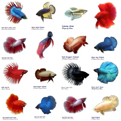 Особенности содержания бойцовых рыбок-петушков (Betta splendens)