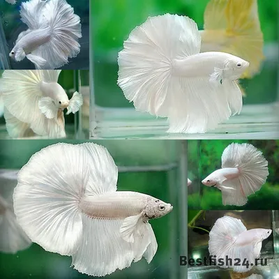 Рыбка Петушок: что важно знать о Betta splendens - 