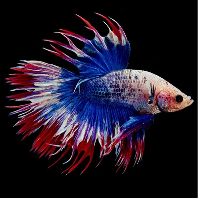 Особенности содержания бойцовых рыбок-петушков (Betta splendens)