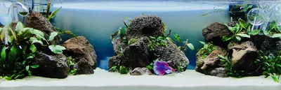 Петушок Королевский Crown taill Betta - Рыбки - Nano Fish