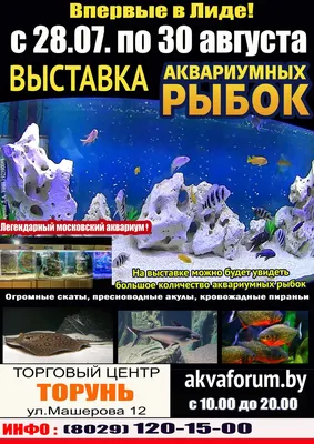 Администрация Красносельского района покупает аквариум и рыбок : ЗакС.Ру :  Новости Санкт-Петербурга