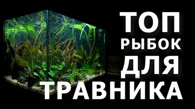 Виды мирных аквариумных рыбок: фото с описаниями