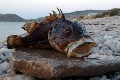 Промысловые рыбы Черного моря