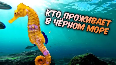 Рыбы Черного моря. Определитель морских, солоноватоводных, эвригалинных и  проходных видов с цветными иллюстрациями, собранными С.В. Богородским  Васильева Е.Д.