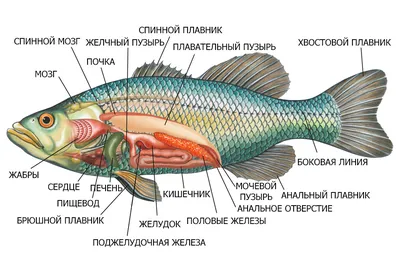 Самые большие рыбы России: топ 10