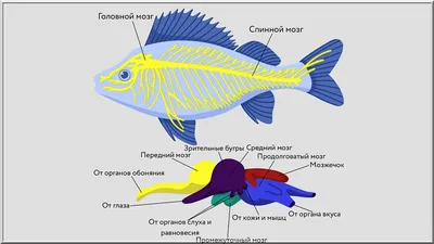 Рыбы речные и озерные — 40 видов с фото