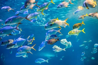 рыба плавает под водой в воде, тарпон картинка рыба фон картинки и Фото для  бесплатной загрузки