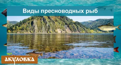 Почему рыба выпрыгивает из воды?