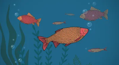 Пьют ли воду рыбы? - Цифровой урок - Цифровое образование и обучение Мozaik