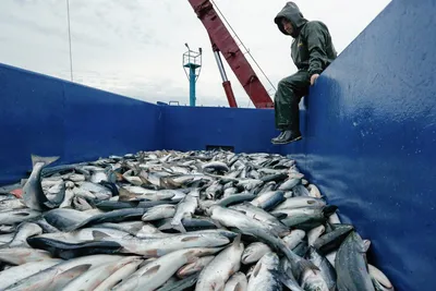 Рыбы Красного моря: безобидные и опасные, фото и описание