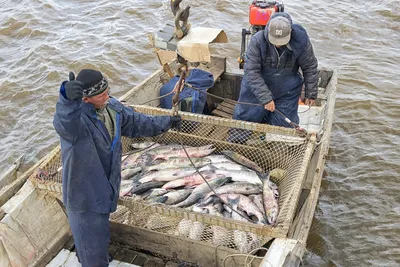 Производство рыбы – самое выгодное направление АПК - новости 