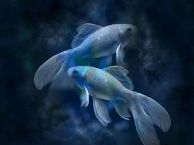 Самые странные, удивительные и необычные рыбы планеты | Рыбалка 63 | Дзен