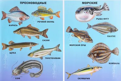 Рыбы 🌟 Виды, список, названия, размеры, особенности, описание, фото и  видео - «Как и Почему»