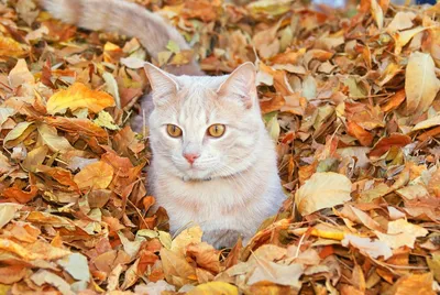 Рыжий кот лежит на дороге осенью - обои для рабочего стола, картинки, фото