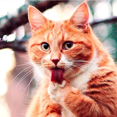 рыжий кот :: котэ (прикольные картинки с кошками) / смешные картинки и  другие приколы: комиксы, гиф анимация, видео, лучший интеллектуальный юмор.