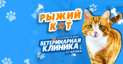 рыжий кот :: перерисовка :: арт :: GENTLECAT :: котэ (прикольные картинки с  кошками) / смешные картинки и другие приколы: комиксы, гиф анимация, видео,  лучший интеллектуальный юмор.