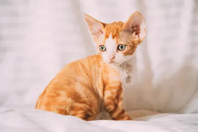 Лучшие породы рыжих котят и кошек: фото, красивые мальчики и девочки, сайты  домашних маленьких котов с рыжими глазами, отзывы, рыжий окрас и цвета