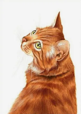 Клички для рыжих котов » Клички.ру - красивые клички и имена для животных!
