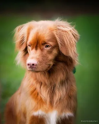 Рыжие собаки породы (43 фото) | Милые собаки, Собаки, Фотографии собак