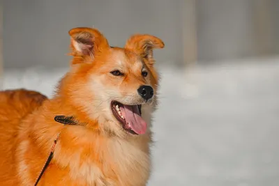 5 рыжих (оранжевых) пород собак | О животных | Дзен