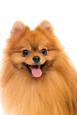 Собака рыжего окраса. Все о рыжих окрасах собак: от красного до соболиного  | ВетГеномика | Генетика домашних животных | Дзен