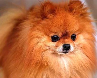 Короткошерстная рыжая собака · Бесплатные стоковые фото
