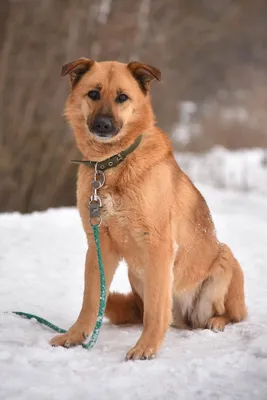 Рыжие породы собак крупного размера | Фото и описание | Pet-Yes