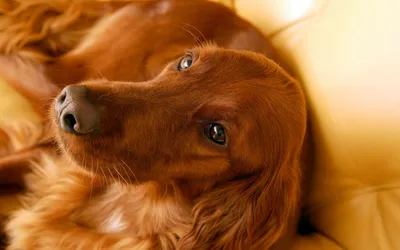 Рыжая собака | Собаки, Фото собак, Немецкие овчарки
