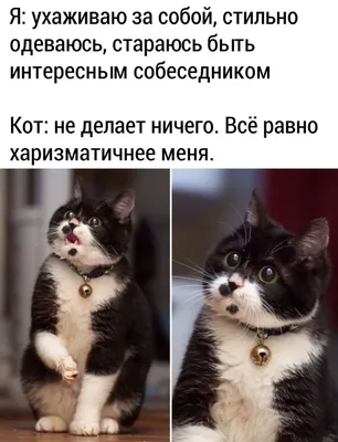 Прикольные картинки с котами