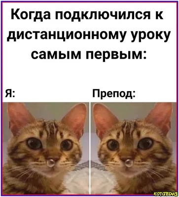 Открытка с Днём Автомобилиста, с прикольным котом и пожеланием • Аудио от  Путина, голосовые, музыкальные