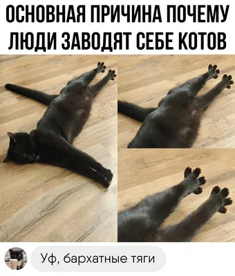 сфотографировал сам :: Астраханские котики :: коты Астрахани :: котэ  (прикольные картинки с кошками) / смешные картинки и другие приколы:  комиксы, гиф анимация, видео, лучший интеллектуальный юмор.