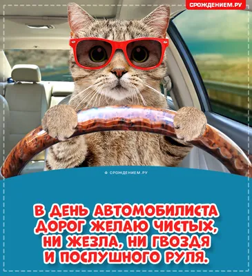 Самые смешные фото котов, которые наделали шума в интернете