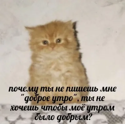 любимый on Instagram: “⁉️⁉️⁉️” | Мемы про котов, Мемы, Смешные котята